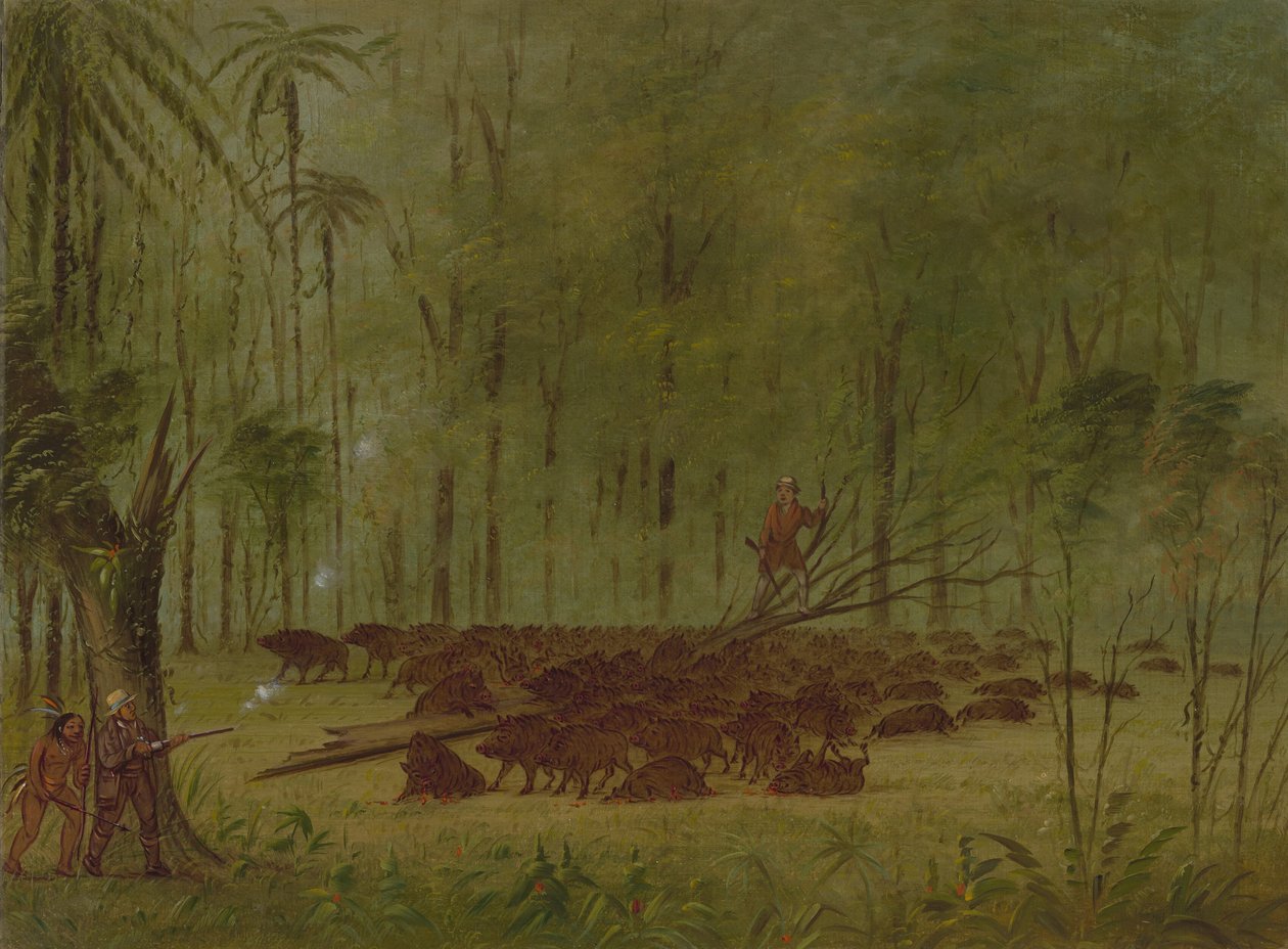 Una lotta con i pecari - Caribbe, 1854-1869 da George Catlin