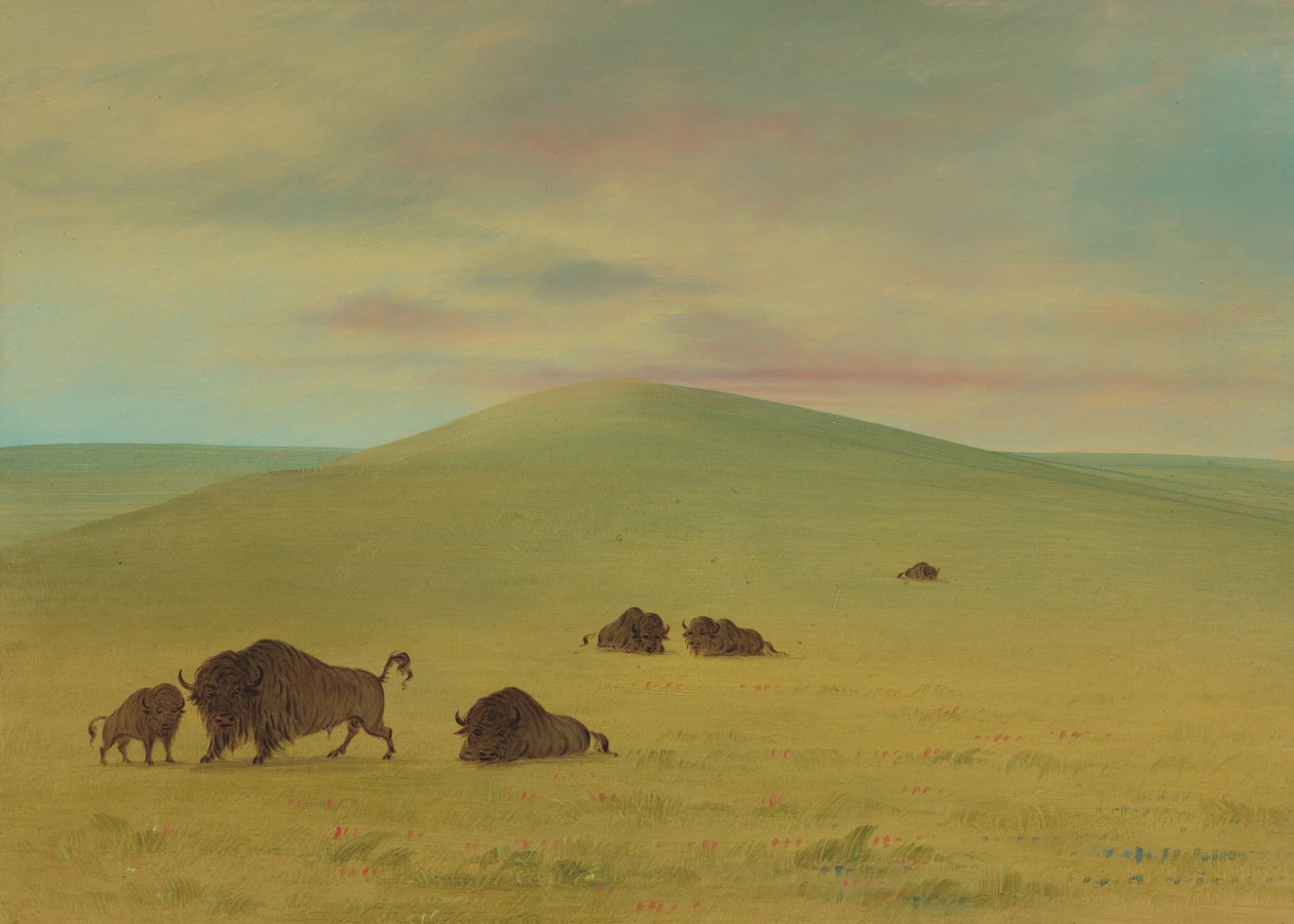 Pascolo americano - Praterie del Platte, 1861-1869 da George Catlin
