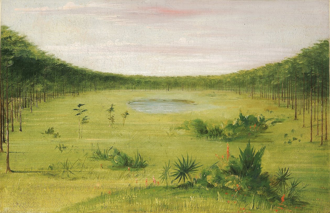 Bellissima savana nei boschi di pini della Florida da George Catlin