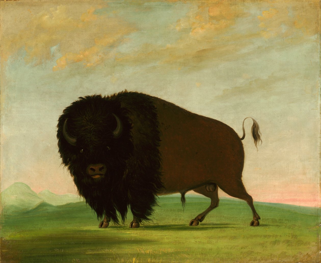 Toro di bufalo, al pascolo nella prateria da George Catlin