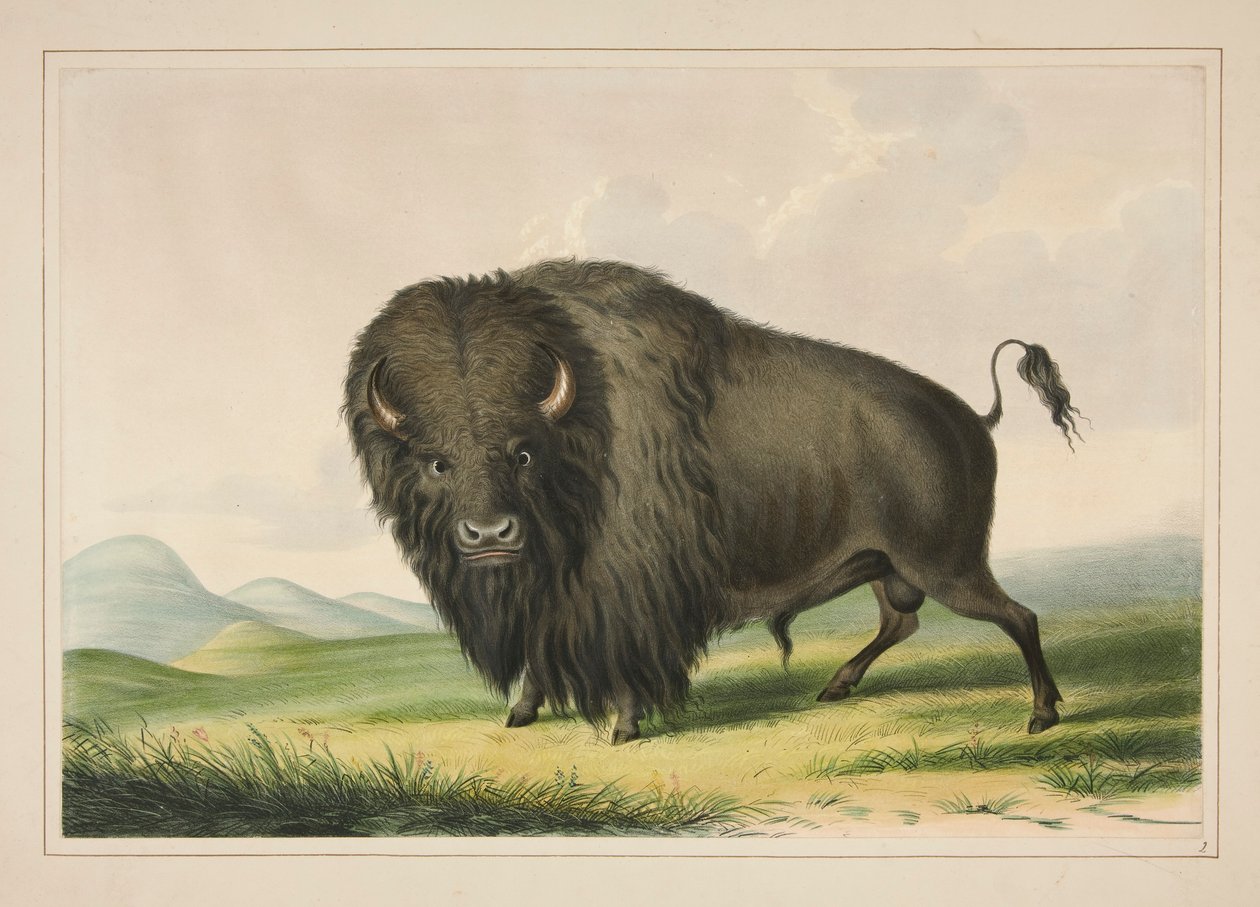 Bufalo che pascola, tav. 2 dal Portfolio degli Indiani d