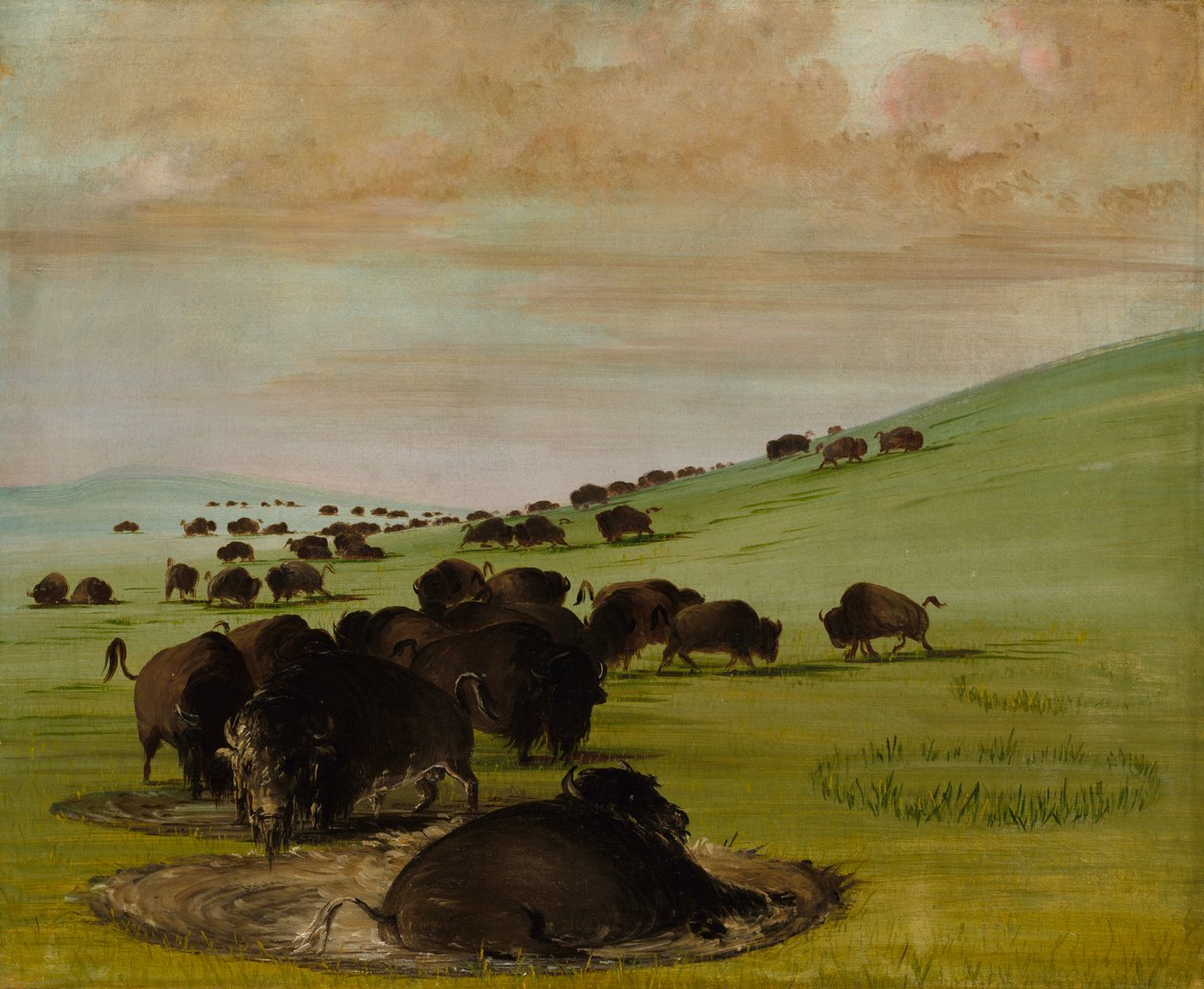 Tori di bufalo in una pozza, 1837-1839 da George Catlin
