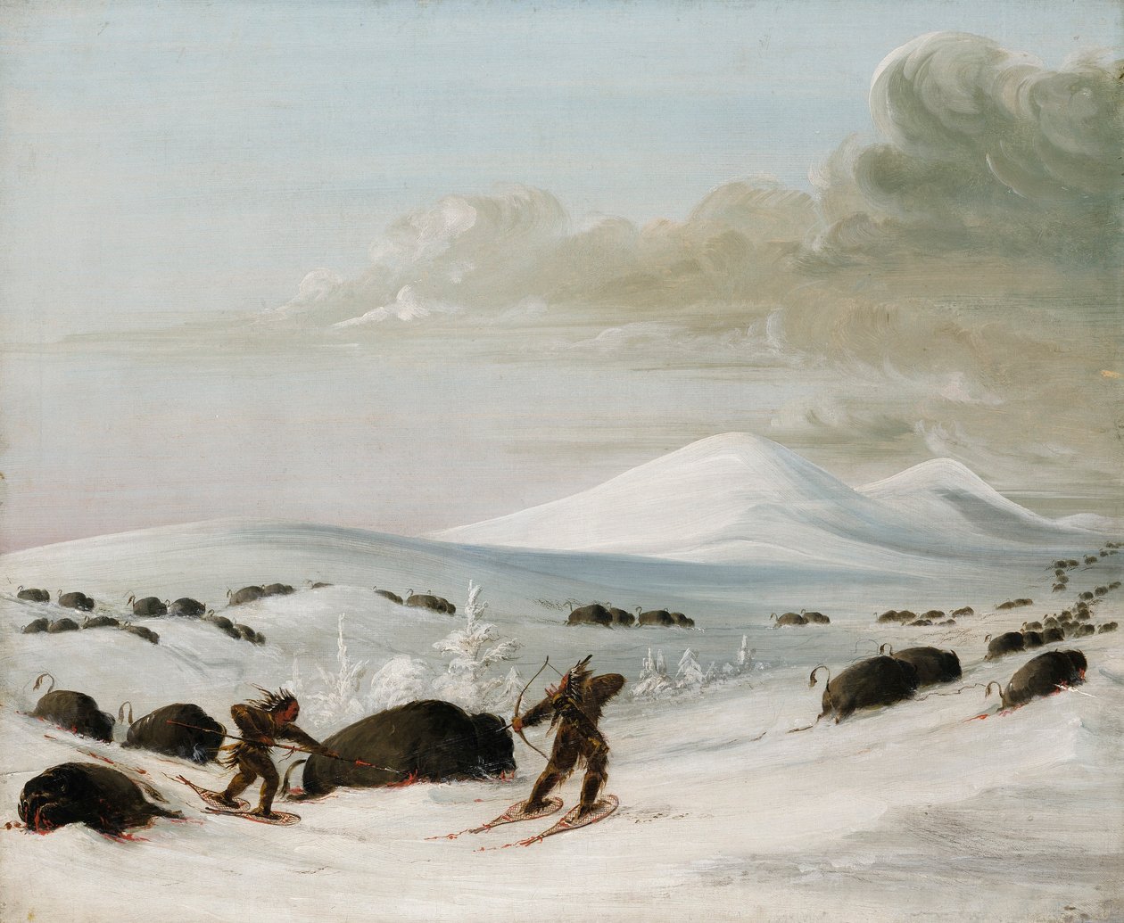 Inseguimento di bufali tra i cumuli di neve, indiani all