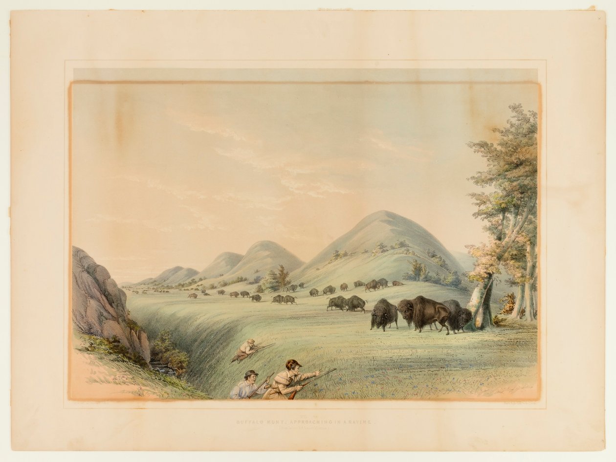 Caccia al bufalo; Avvicinamento in un burrone - n. 11 da George Catlin