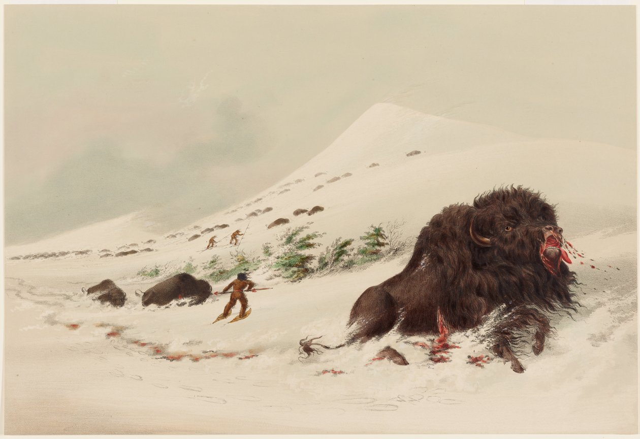 Caccia al bufalo, toro di bufalo morente in un cumulo di neve da George Catlin