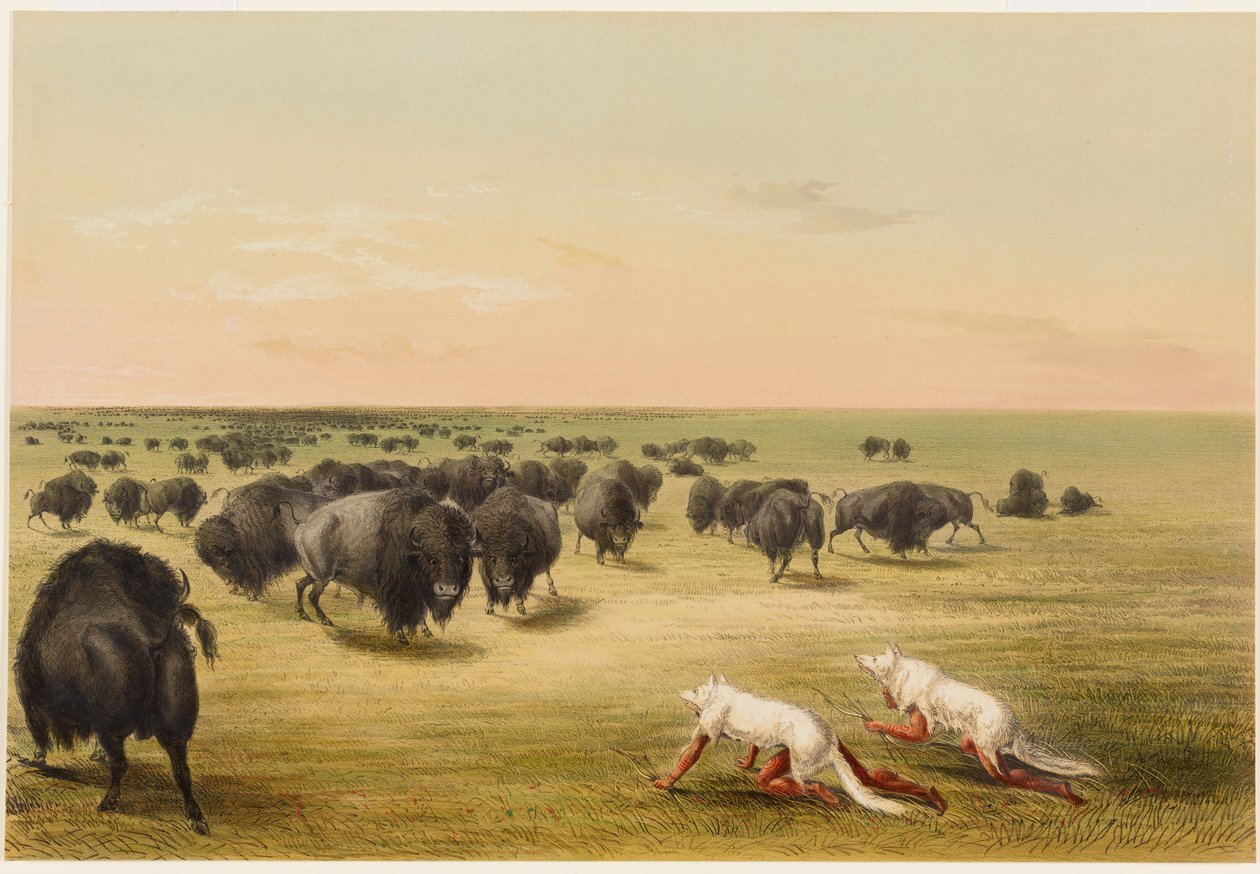 Caccia al bufalo, sotto la pelle del lupo bianco da George Catlin