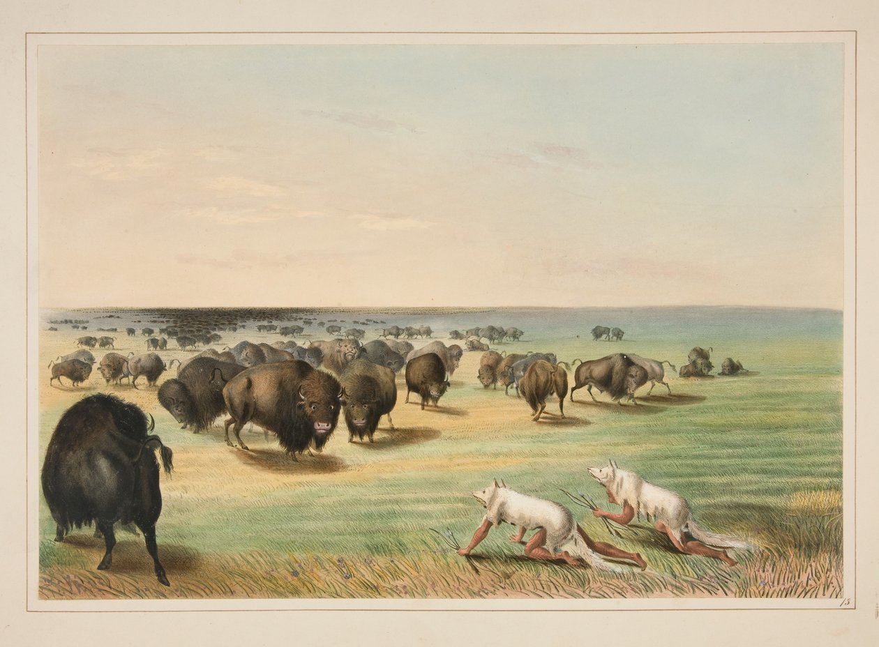 Caccia al bufalo, sotto la pelle del lupo bianco, tavola 13 dal portfolio degli Indiani nordamericani da George Catlin
