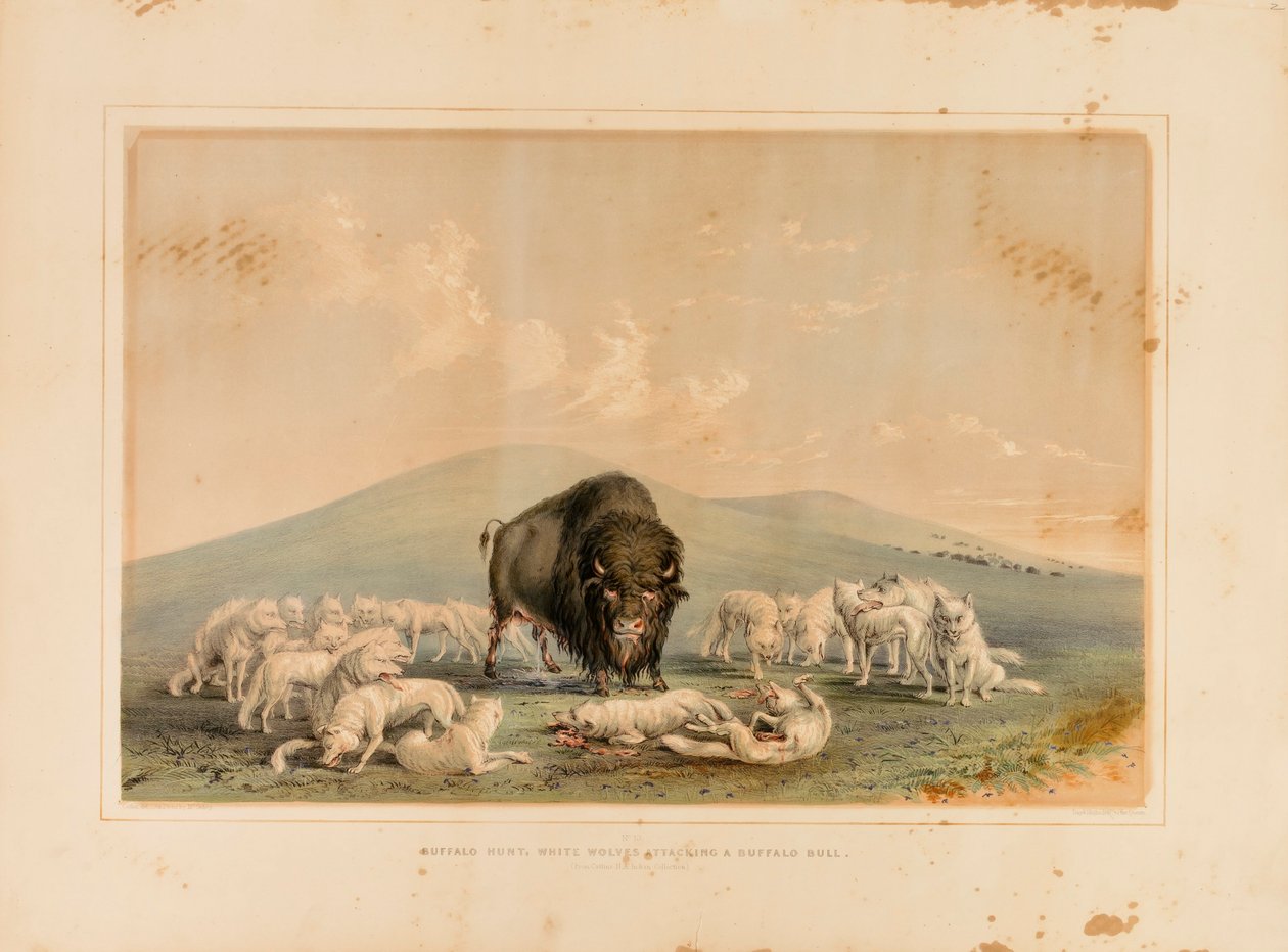 Caccia al bufalo, lupi bianchi che attaccano un toro di bufalo - n. 10 da George Catlin