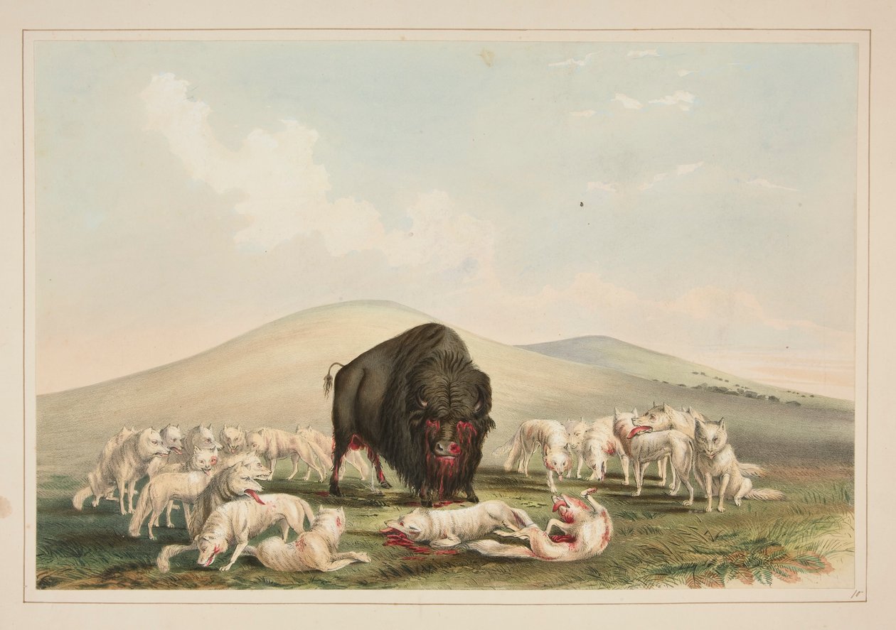 Caccia al bufalo, lupi bianchi che attaccano un bufalo, tav. 10 dal North American Indian Portfolio da George Catlin