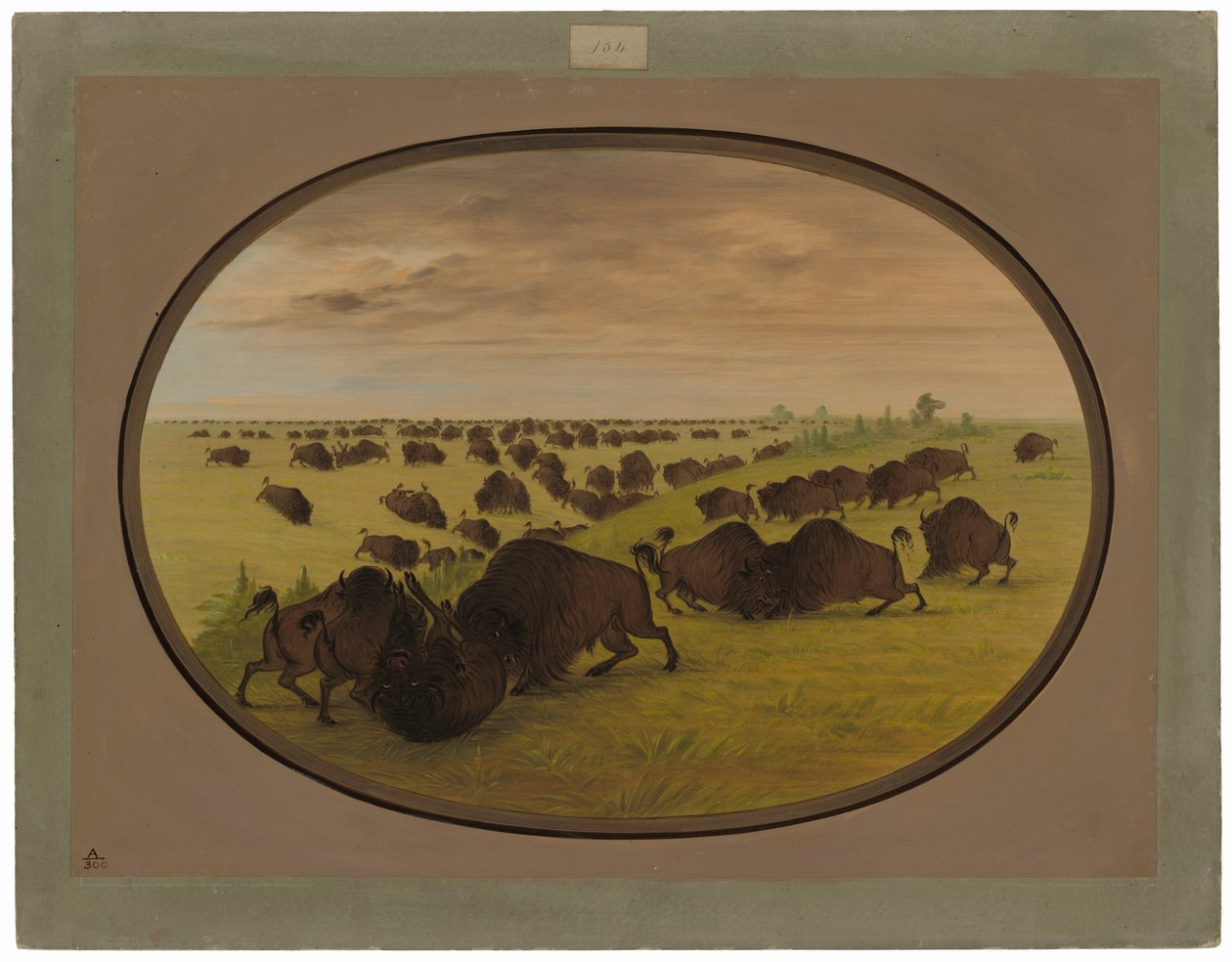 Tori che combattono da George Catlin