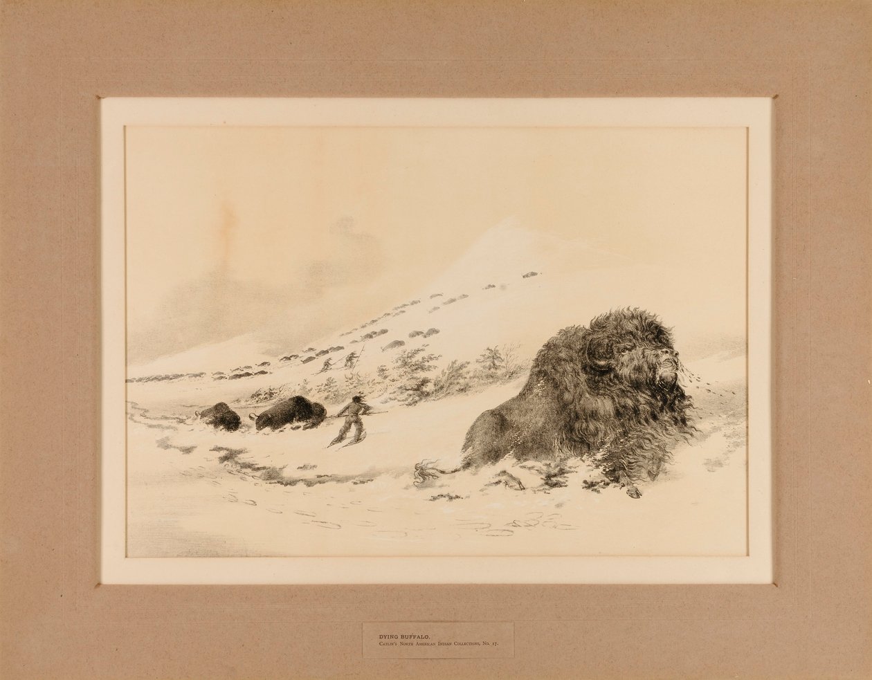 Bufalo morente - n. 17 da George Catlin