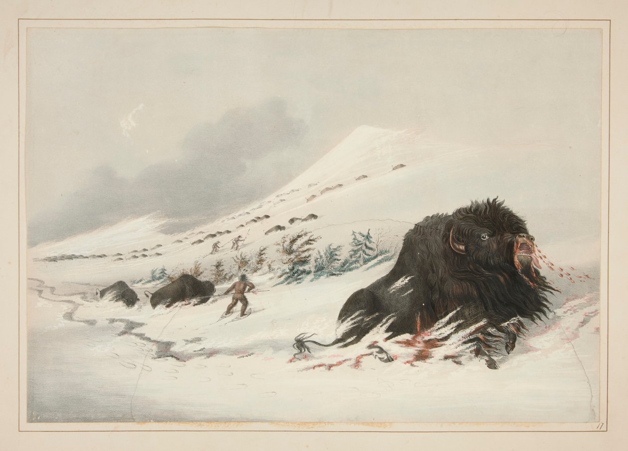 Bufalo morente nella neve, pl. 17 dal Portfolio degli Indiani d