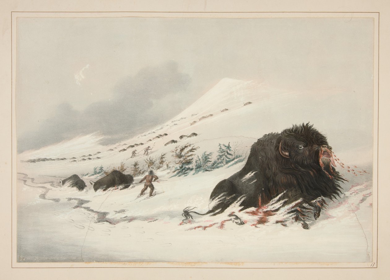 Bisonte maschio morente in un cumulo di neve, tavola 17 dal Portfolio degli Indiani nordamericani da George Catlin