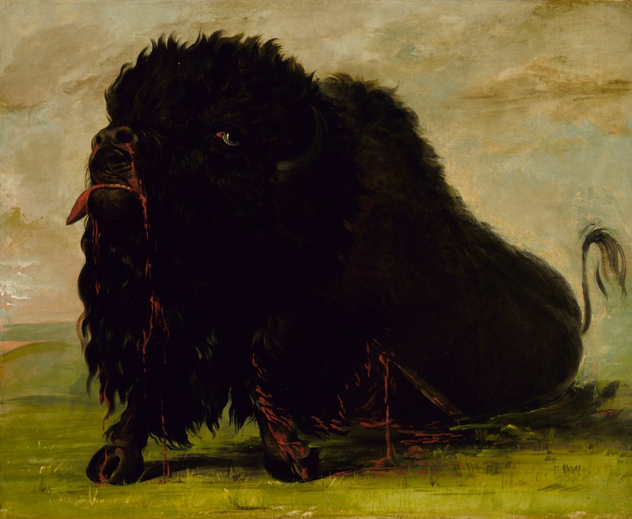 Bufalo morente, colpito da una freccia da George Catlin