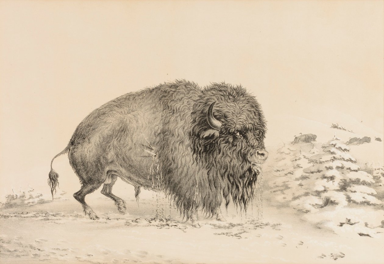 Bufalo gravemente ferito - n. 16 da George Catlin
