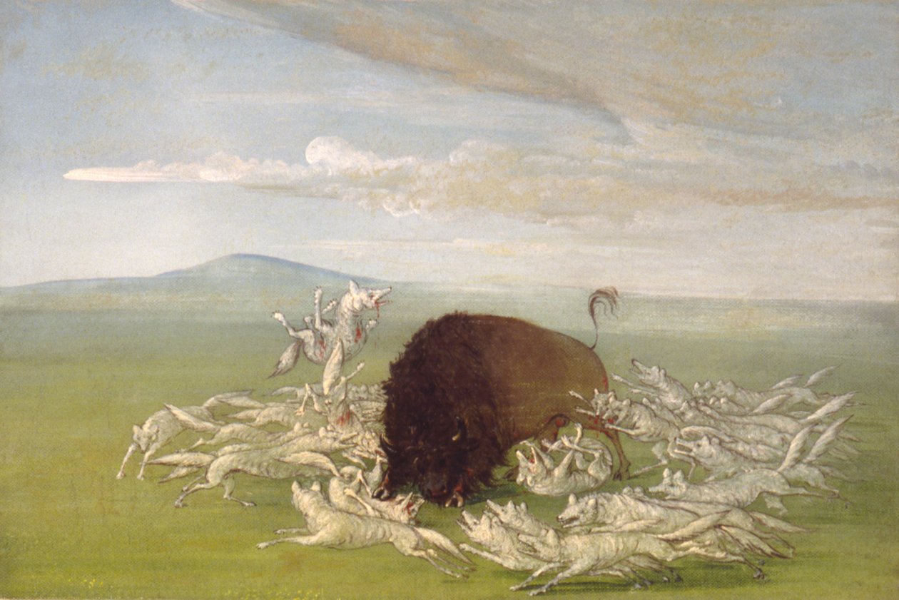 Lupi bianchi che attaccano un toro di bufalo, 1832-1833 da George Catlin