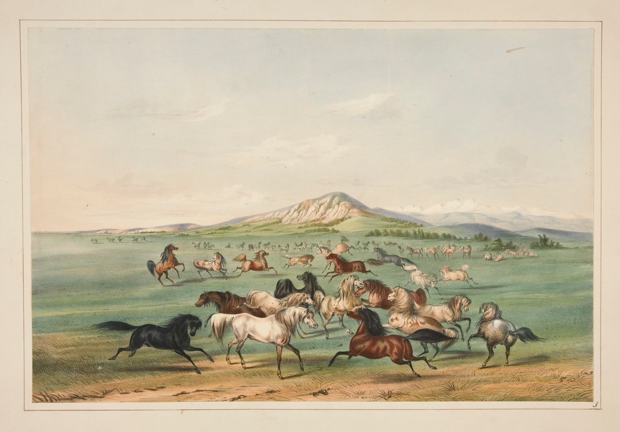 Cavalli selvaggi in gioco, tav. 3 dal portfolio degli Indiani del Nord America da George Catlin
