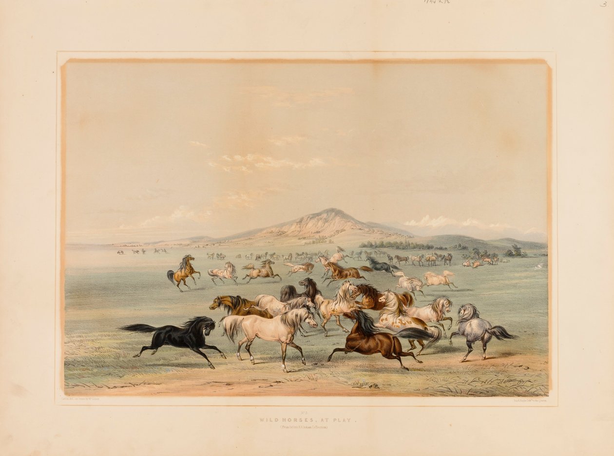 Cavalli selvaggi in gioco - n. 3 da George Catlin