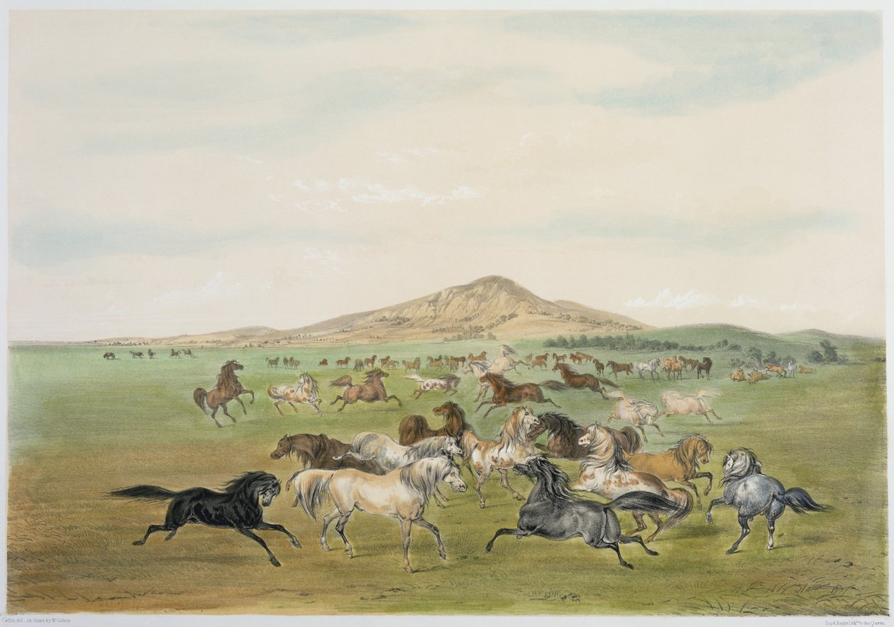 Cavalli selvaggi al gioco (litografia a colori) da George Catlin