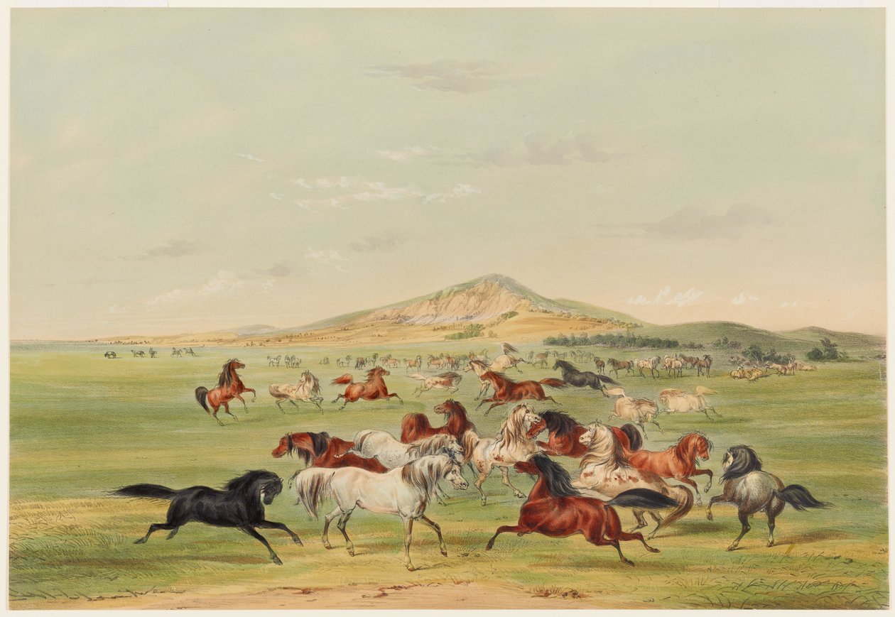 Cavalli selvaggi che giocano da George Catlin