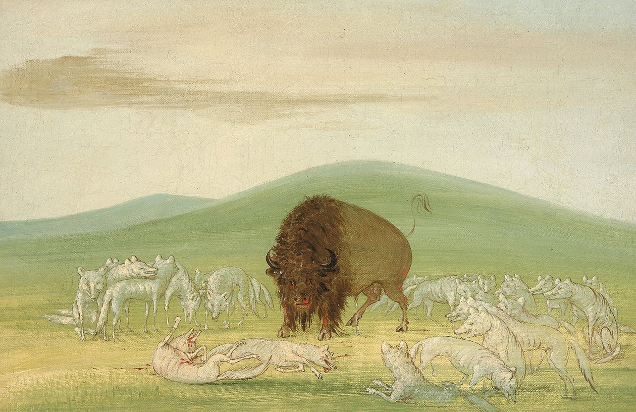 Toro bufalo ferito circondato da lupi bianchi da George Catlin