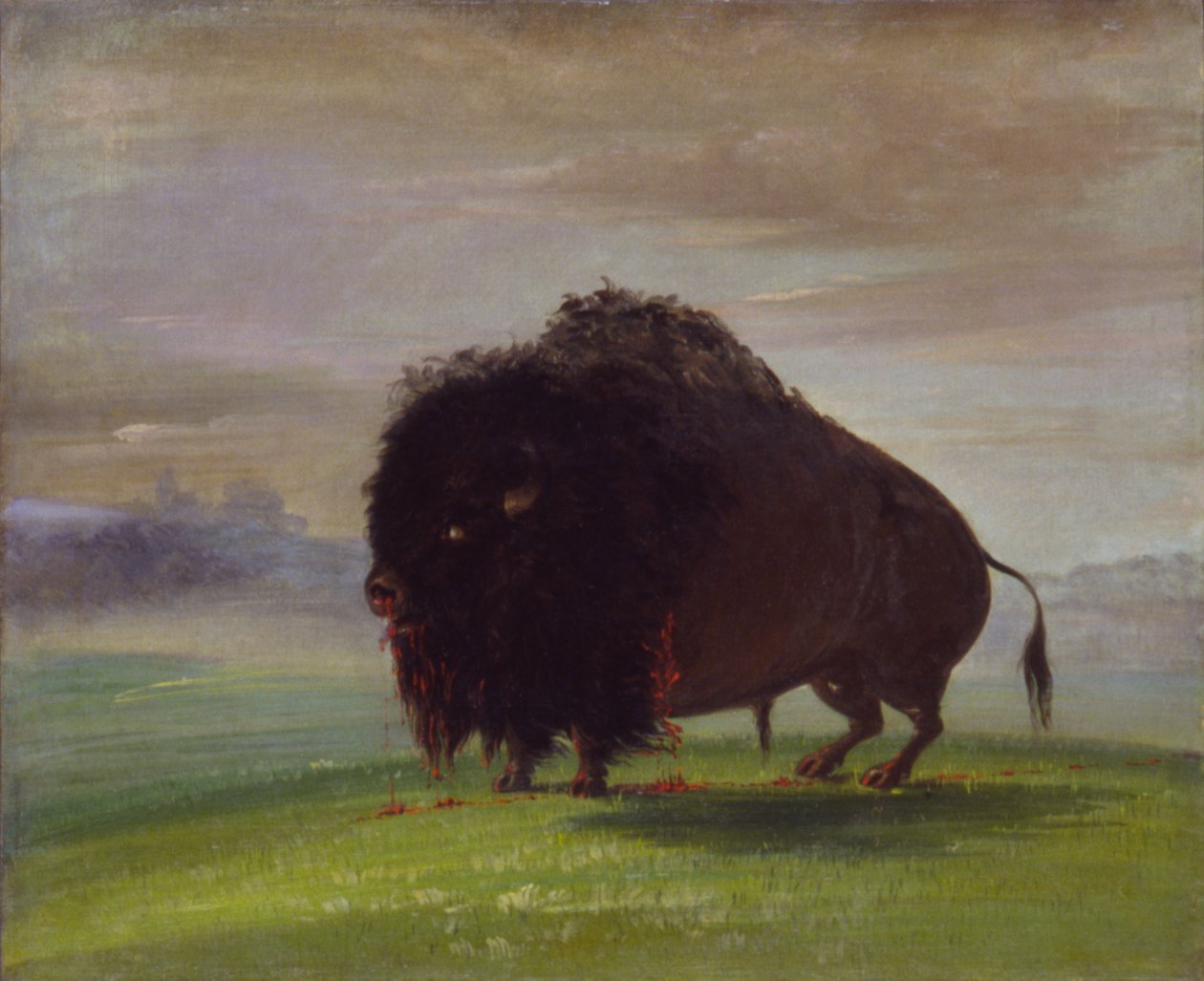 Bufalo ferito, spargendo il suo sangue sulle praterie, 1832-1833 da George Catlin