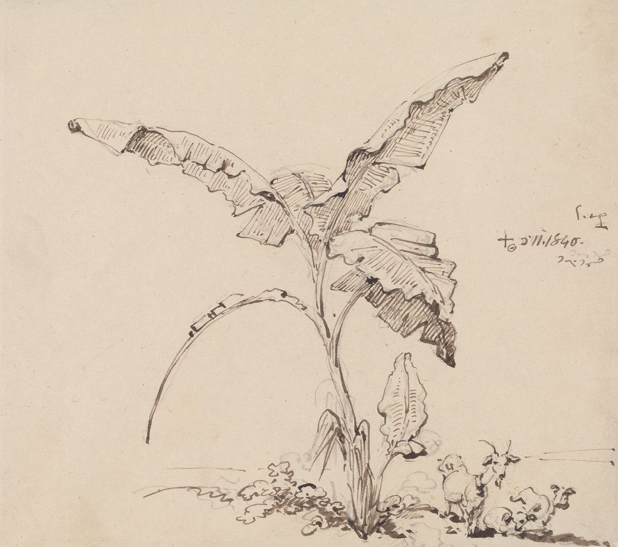 Capre sotto un albero di banane da George Chinnery