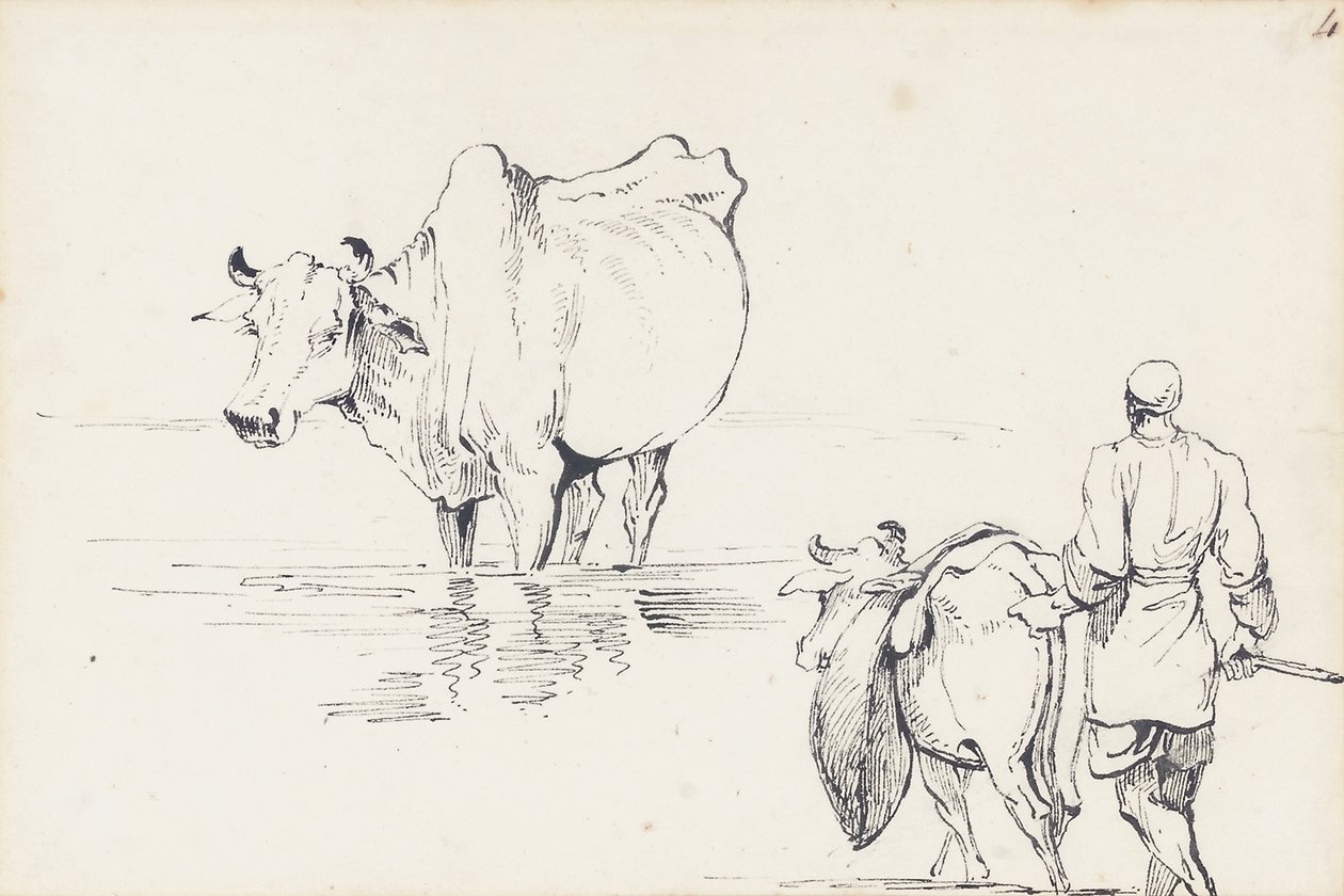 Studi di bovini indiani da George Chinnery