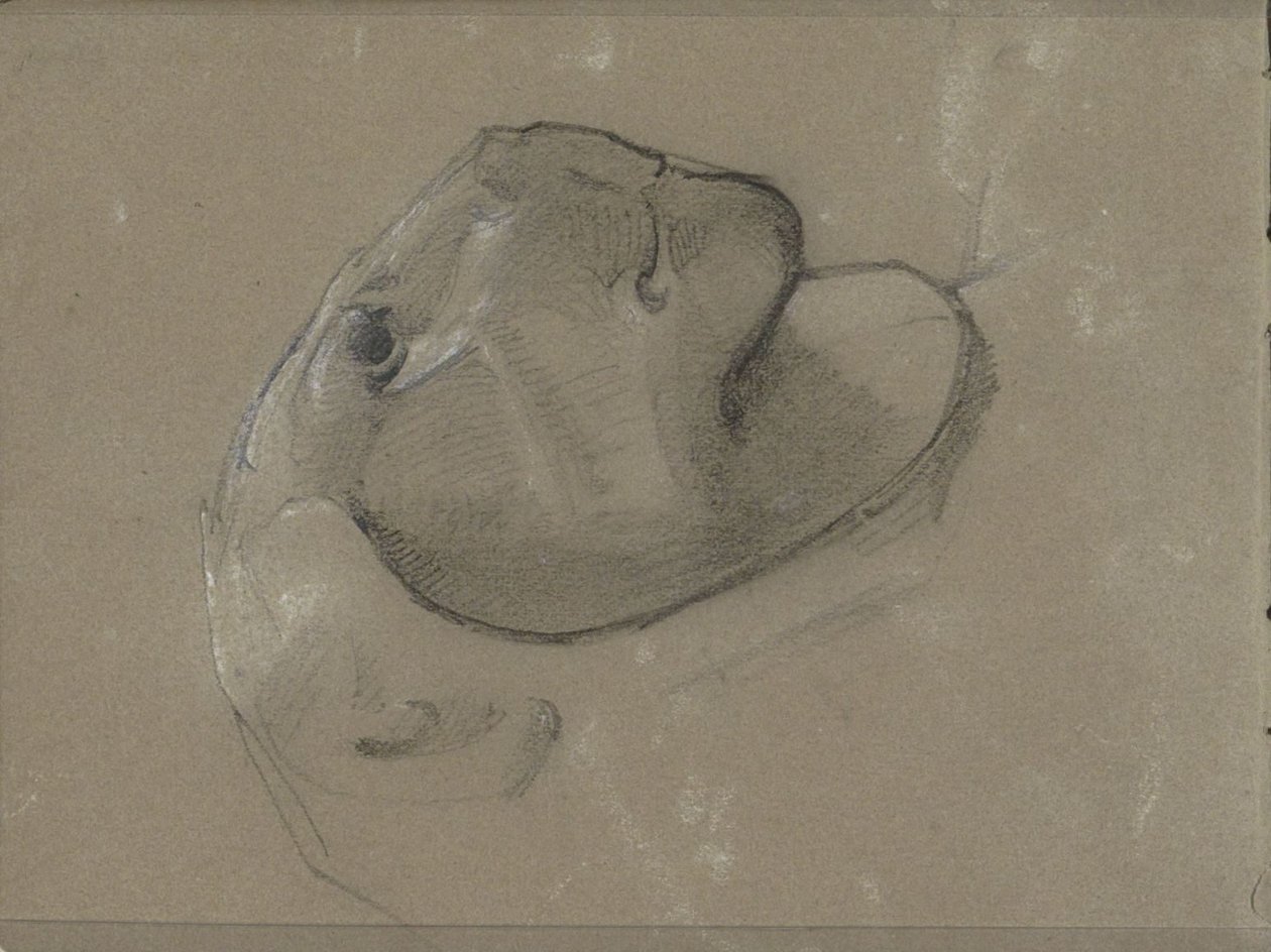 Testa di leone, probabilmente da una scultura da George Clausen
