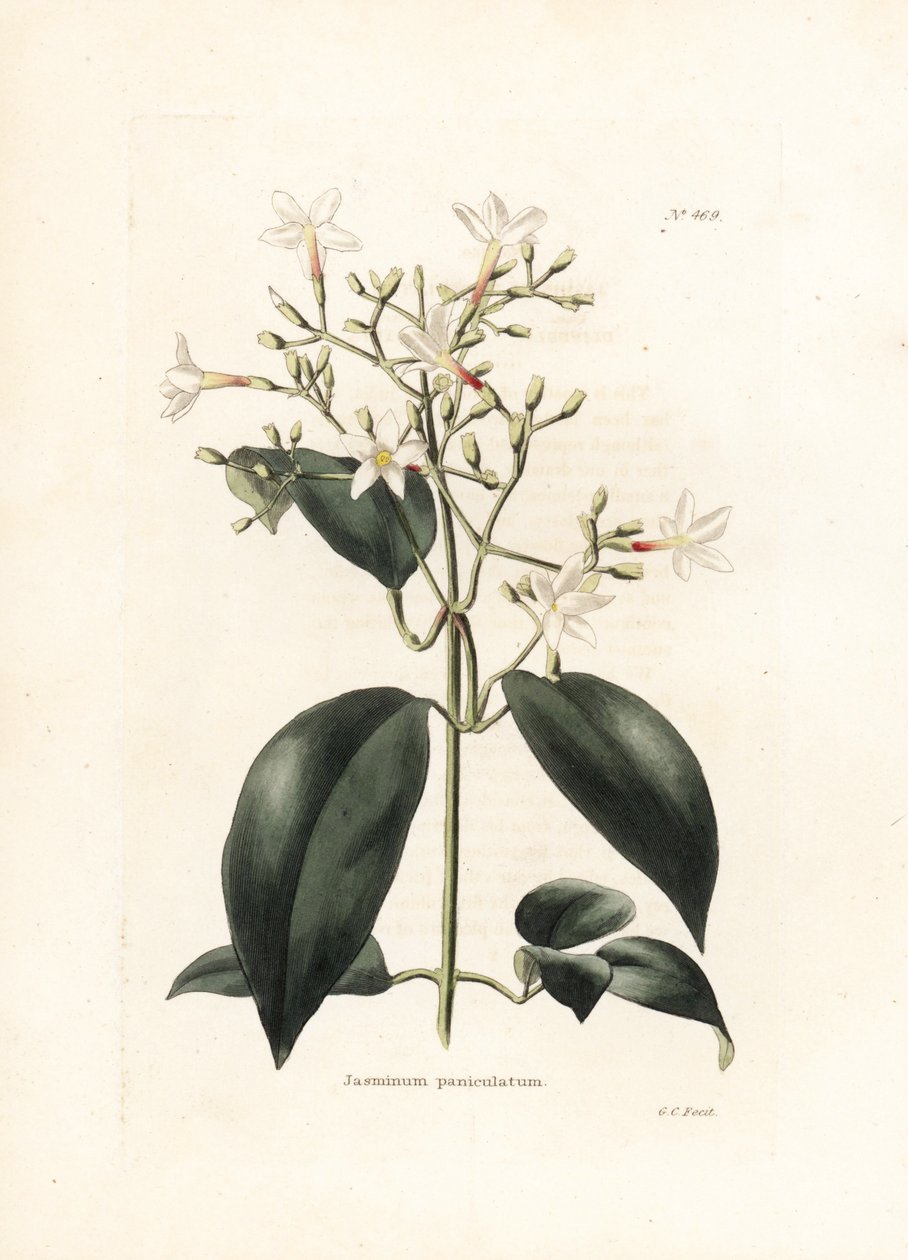 Gelsomino (Jasminum paniculatum) - Litografia di George Cooke, per la rivista britannica Conrad Loddiges Botanical Cabinet (1738-1826) da George Cooke