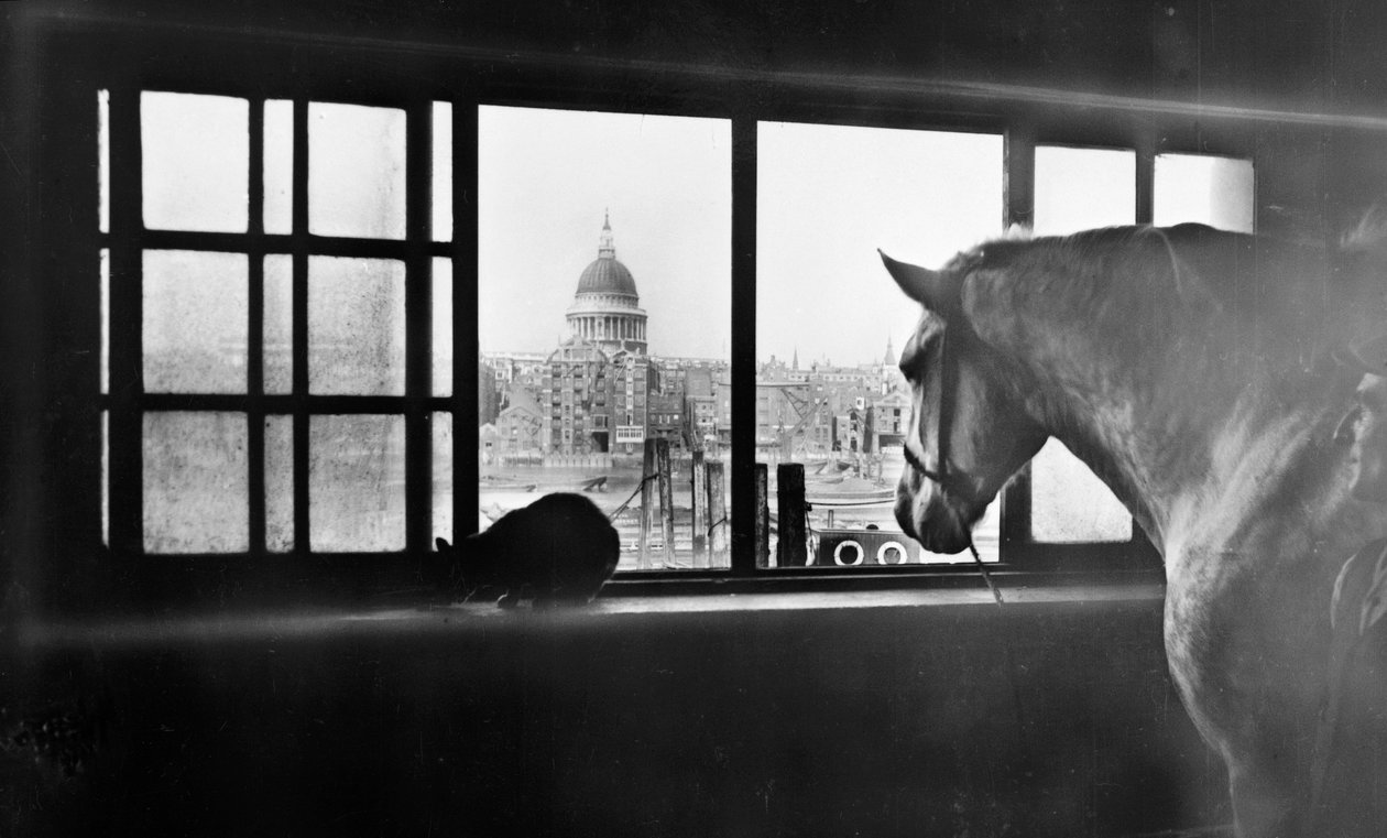 Cavallo che guarda la Cattedrale di San Paolo da una stalla a più piani, Londra, anni 1920 da George Davison Reid