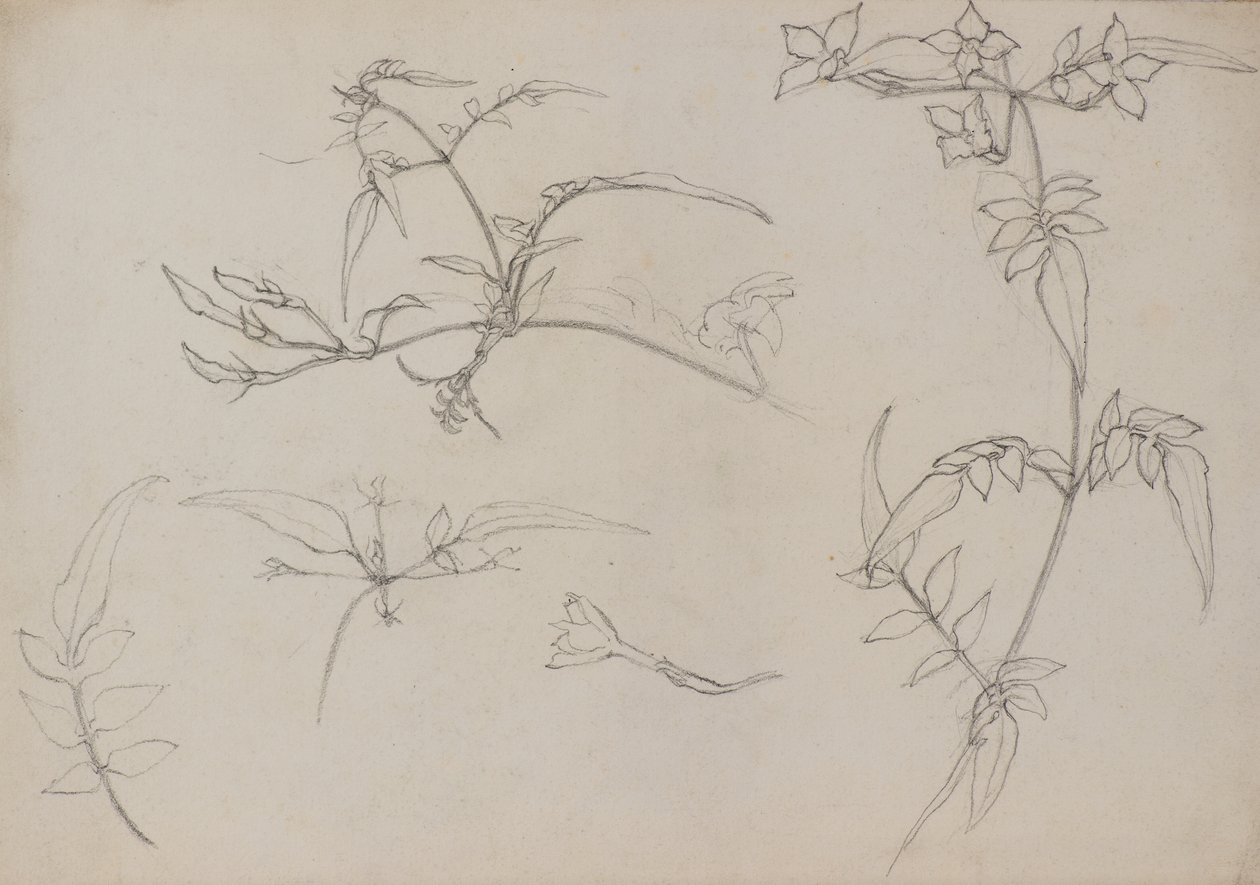 Disegno botanico da George Dutch Davidson