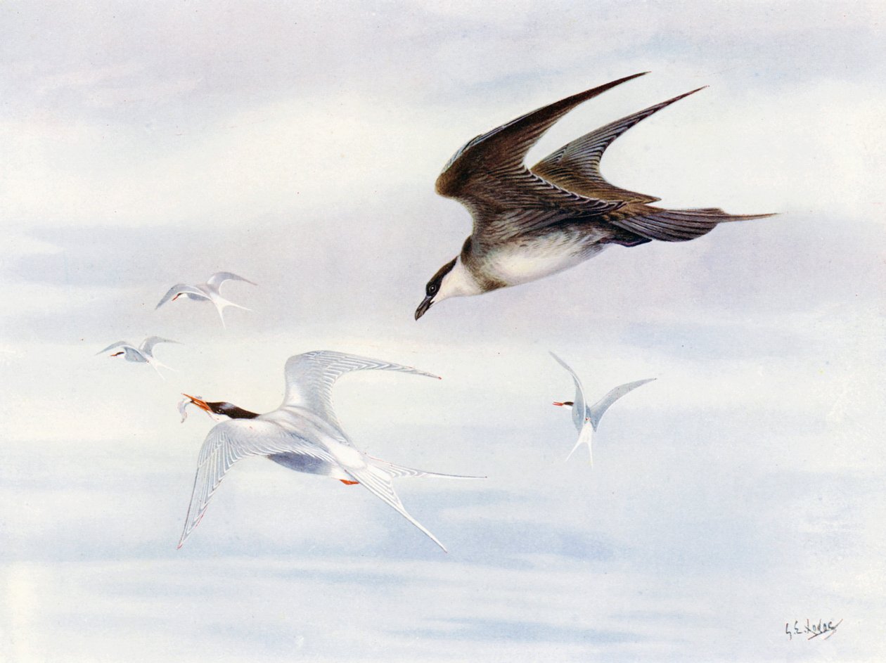 Sterna artica inseguita da uno skua artico (litografia a colori) da George Edward (after) Lodge
