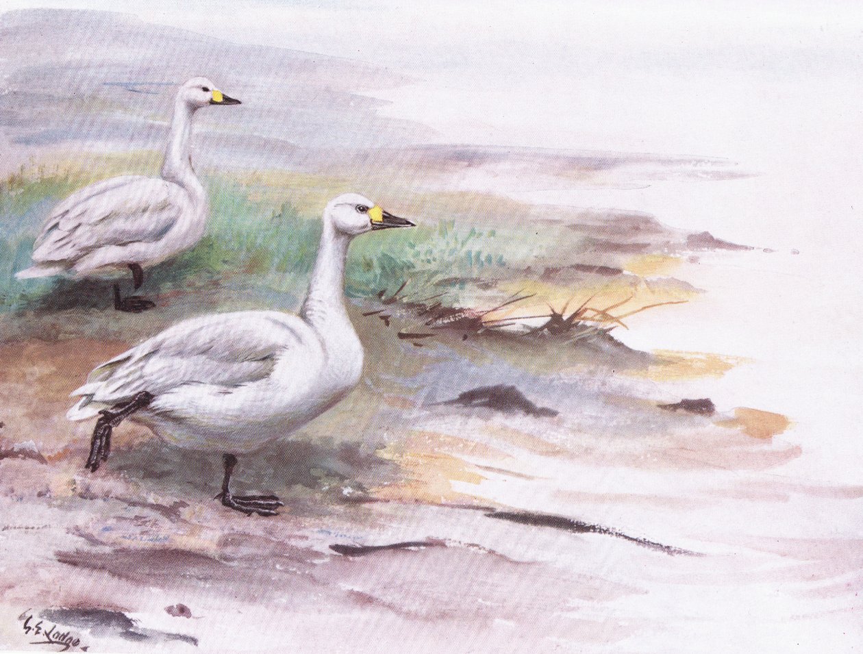 Il cigno di Bewick (litografia) da George Edward Lodge