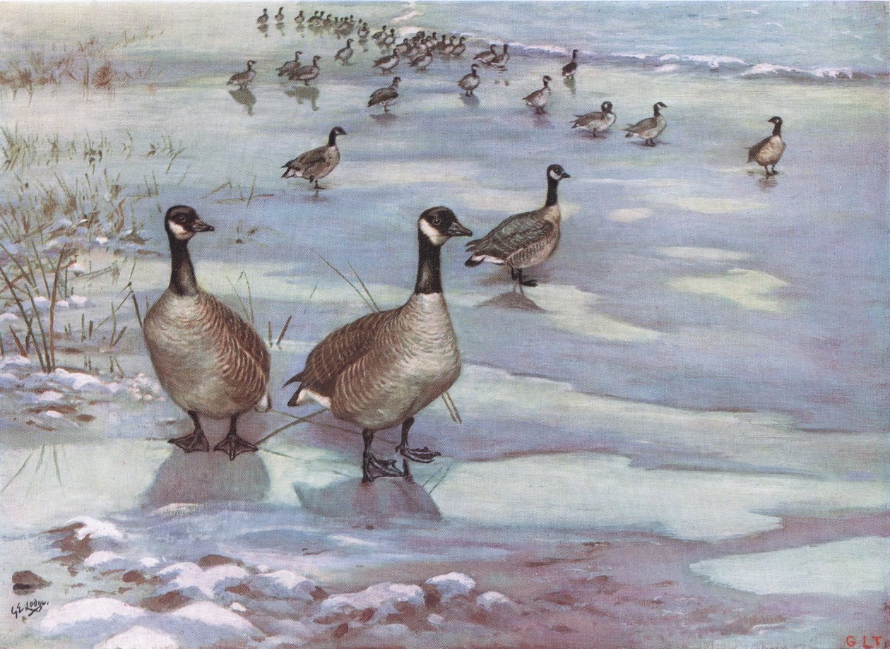 Oche del Canada (litografia) da George Edward Lodge