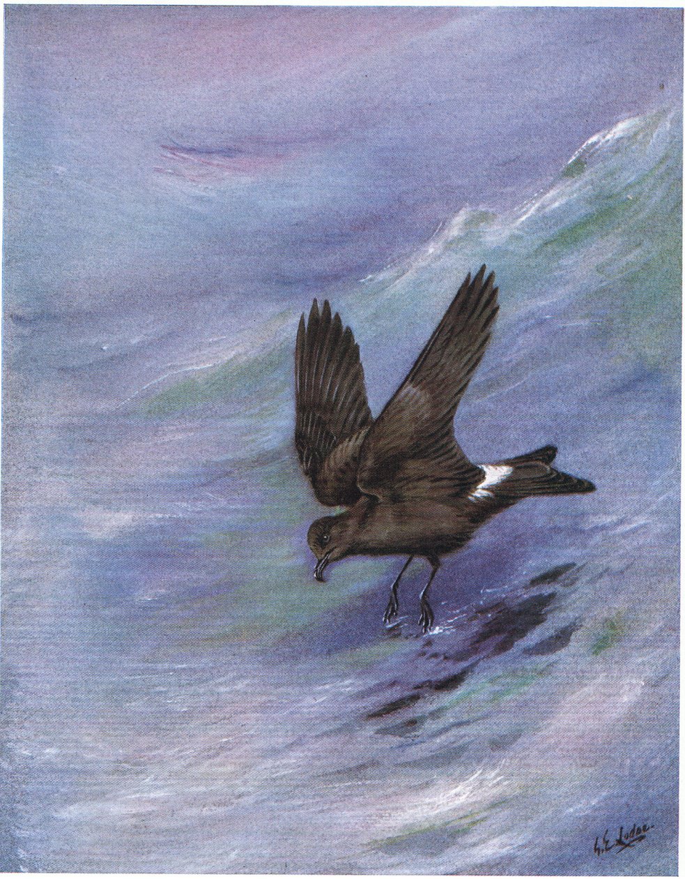 Petrello dalla coda a forcella di Leach (lito) da George Edward Lodge