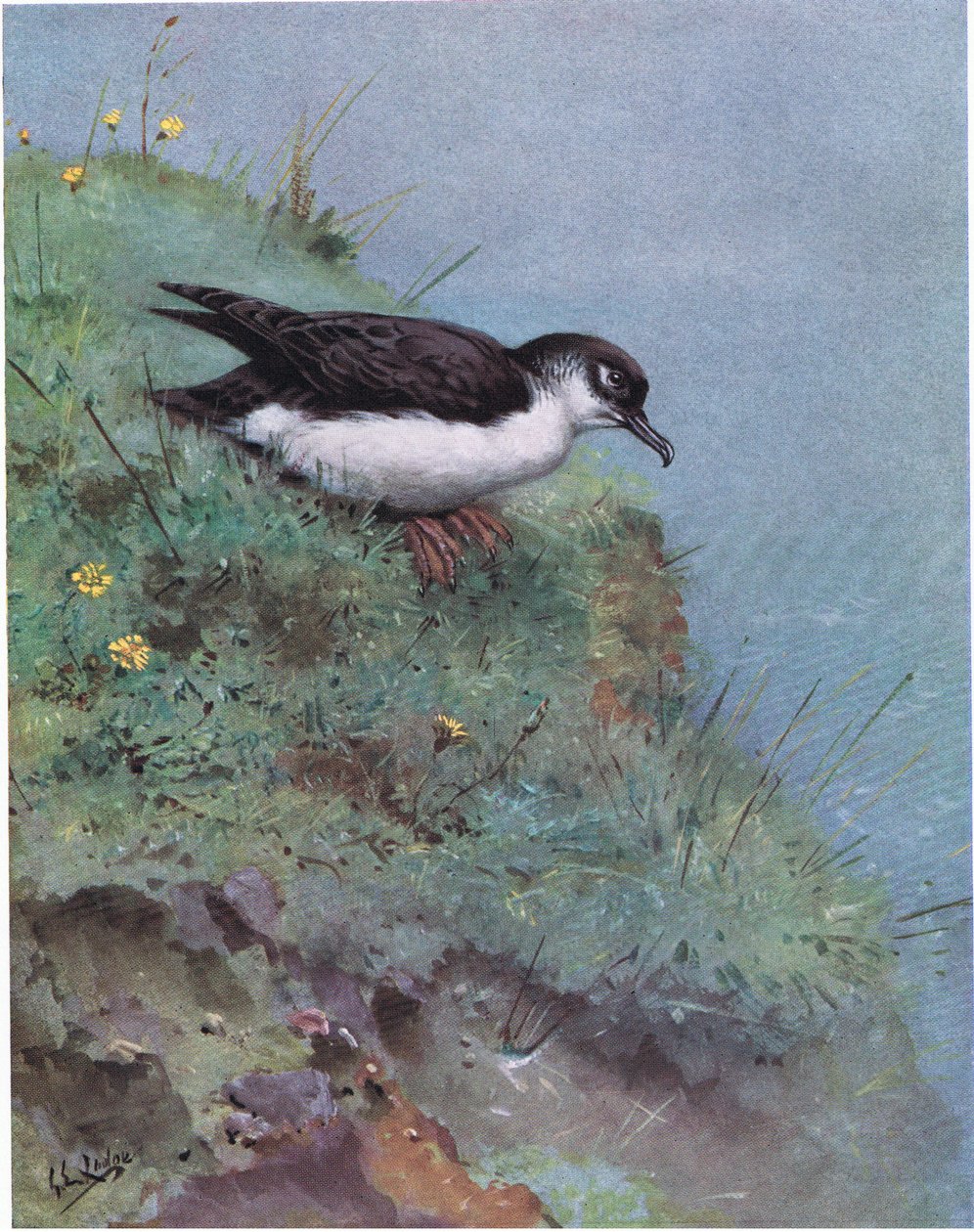 Sanguinerola di Manx (litografia) da George Edward Lodge