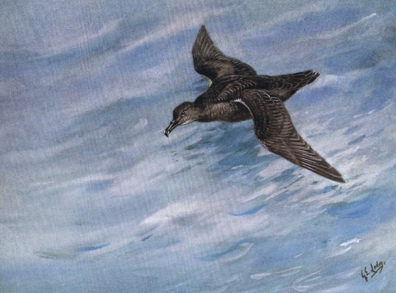 Sanguinerola fuligginosa (litografia) da George Edward Lodge
