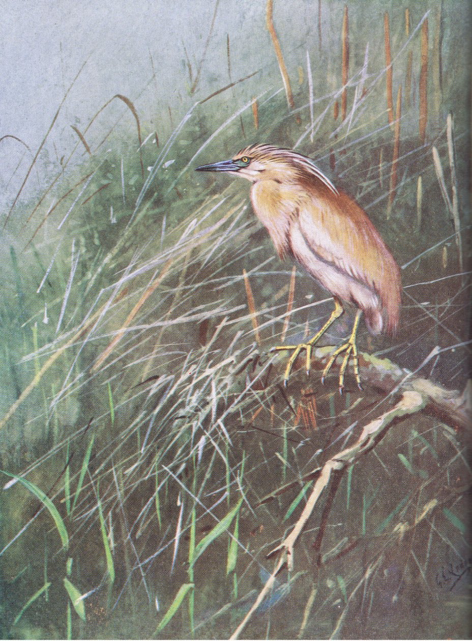 Airone di Squacco (litografia) da George Edward Lodge