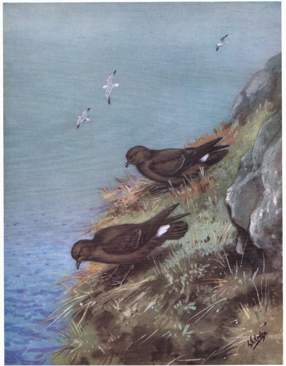 Petrello delle tempeste (litografia) da George Edward Lodge