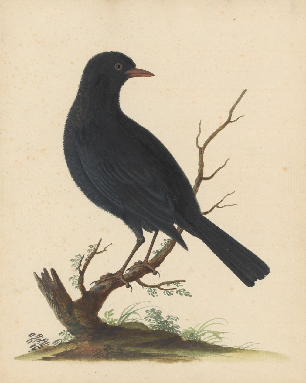 [Uccello nero] da George Edwards