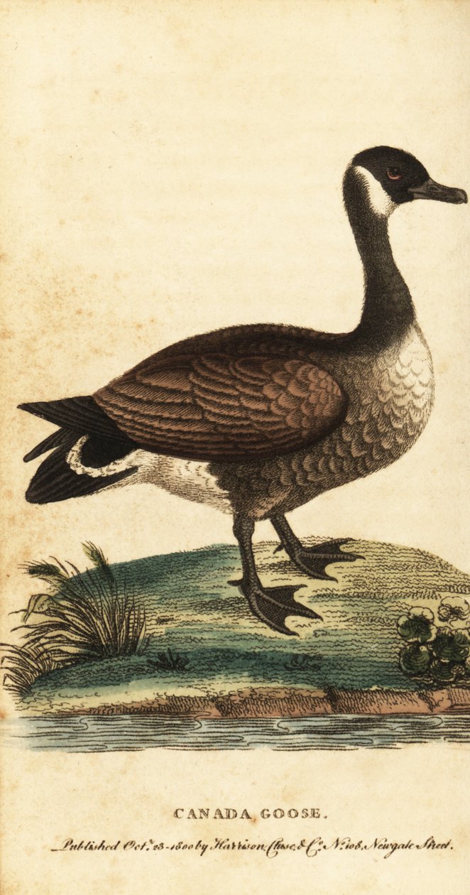 Oca canadese, Branta canadensis (incisione) da George Edwards