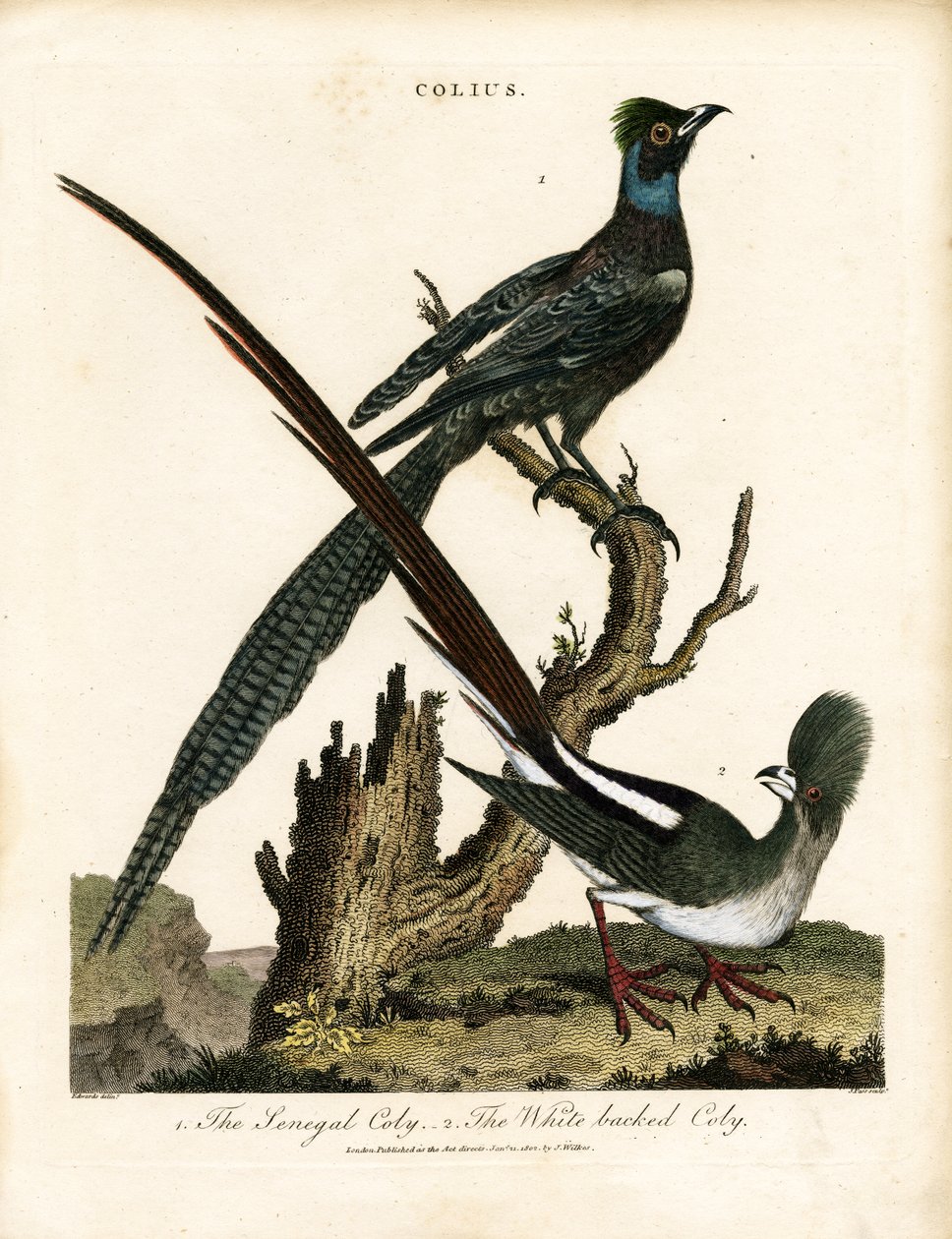 Storni lucidi (Colius) da George Edwards