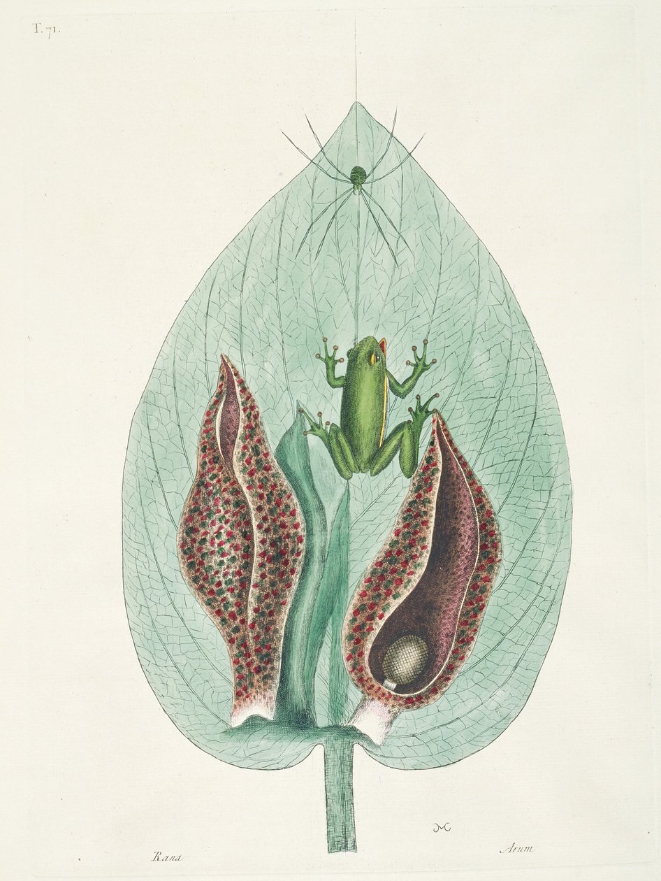 Colibrì maggiori e minori del Suriname da George Edwards