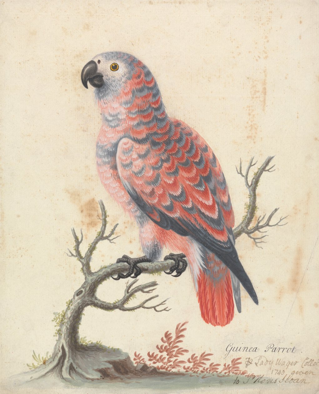 Pappagallo della Guinea da George Edwards