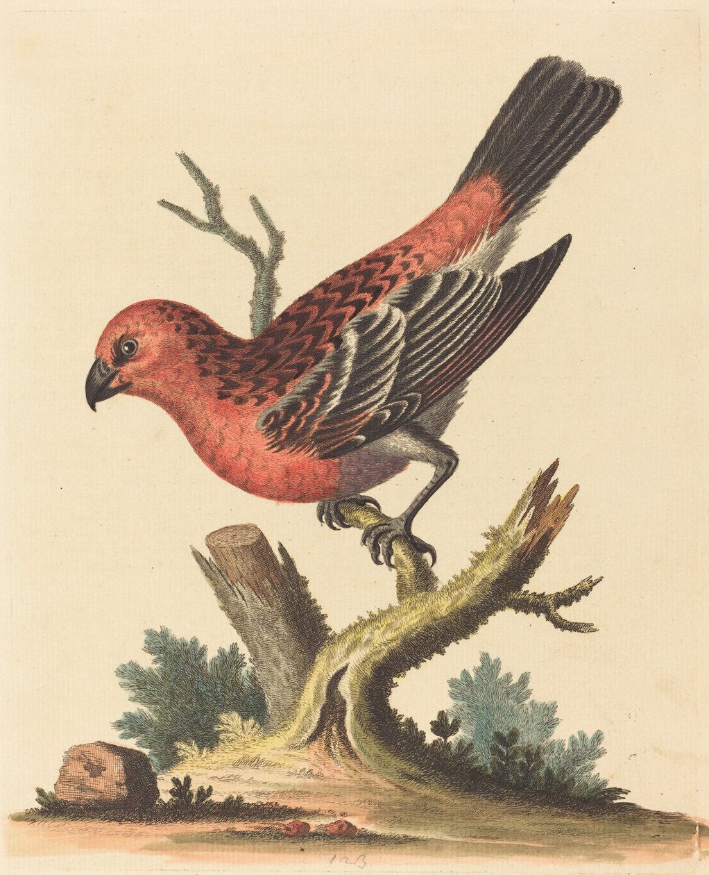 Uccello rosso e nero da George Edwards
