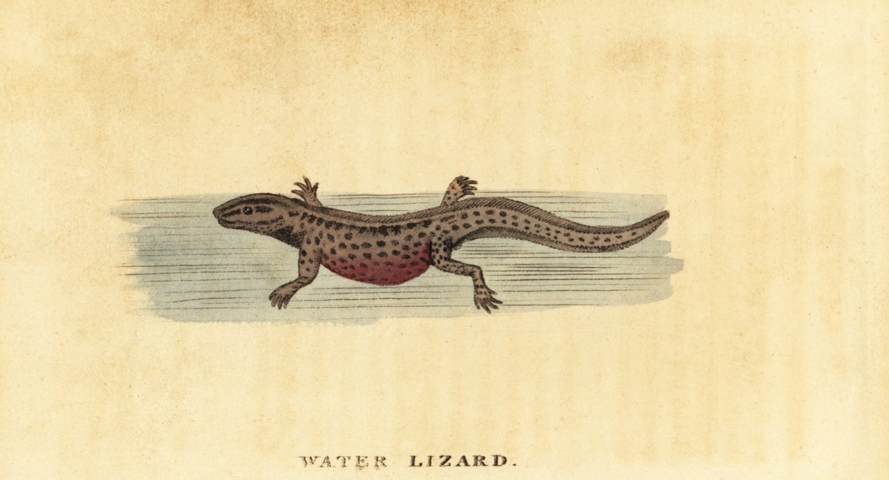 Tritone liscio, Lissotriton vulgaris, 1800 da George Edwards