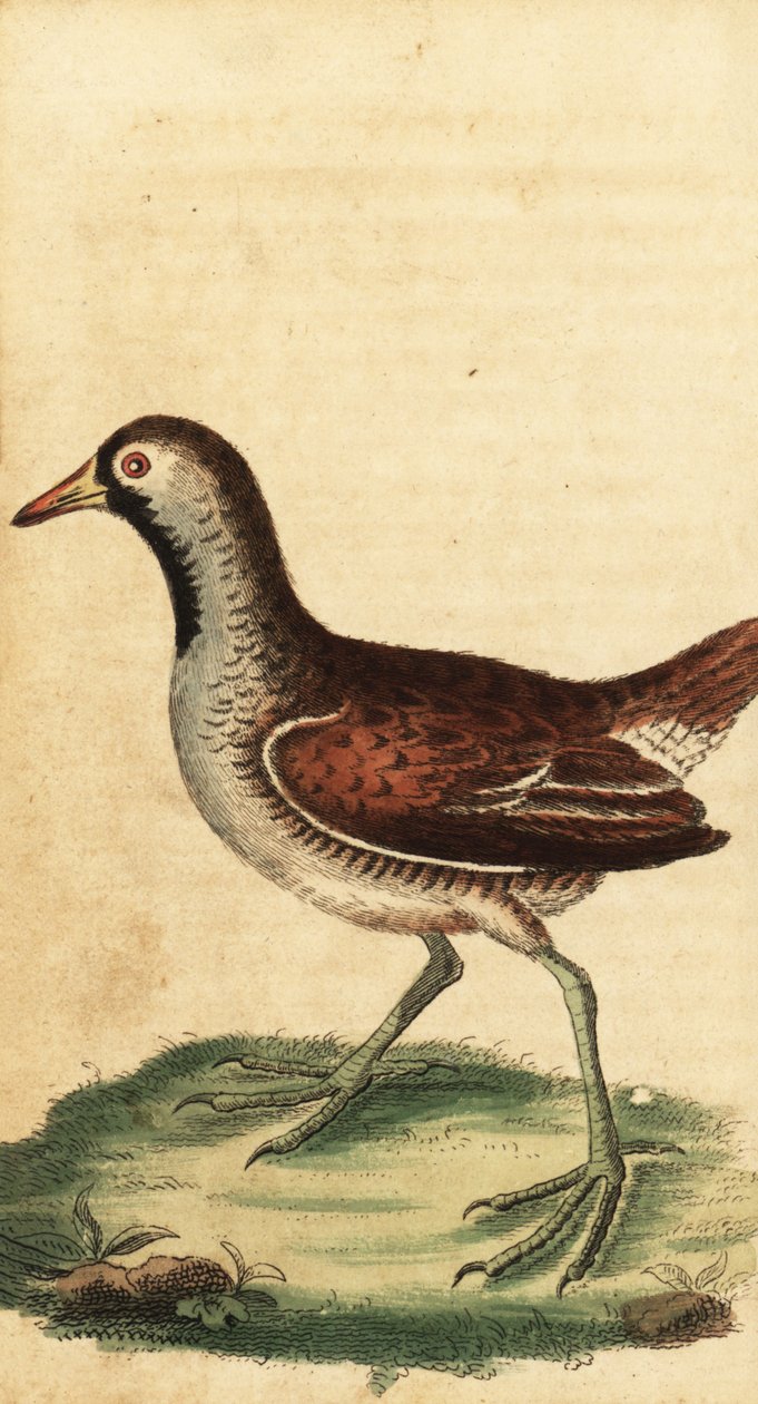 Sora, Porzana carolina (incisione) da George Edwards