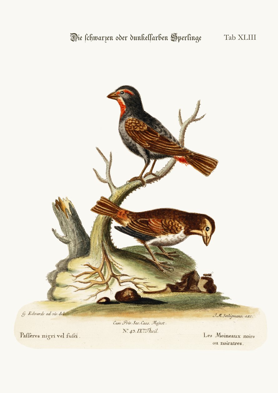 I passeri neri o scuri, 1749-73 da George Edwards