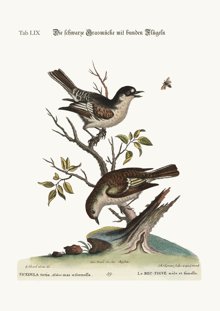 Il fringuello maschio. La fringuella, 1749-73 da George Edwards